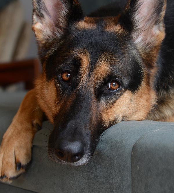 A,Lonely,German,Shepherd,Resting. German Shepherd dog resting, a patient at Arcata Animal Hospital in Arcata, CA