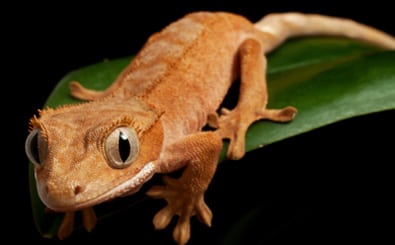 Animal Hospital in Arcata: Orange gecko