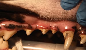 Pet Dental Care in Arcata