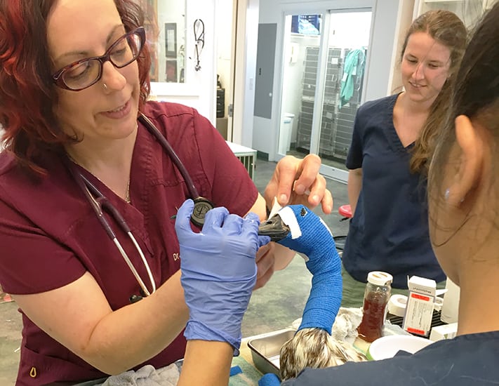 injured duck being examined