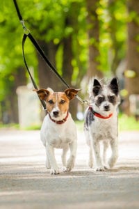 dogs on linked leashes