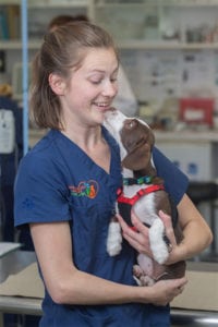 Veterinarian holding a puppy: pet vaccinations in Arcata