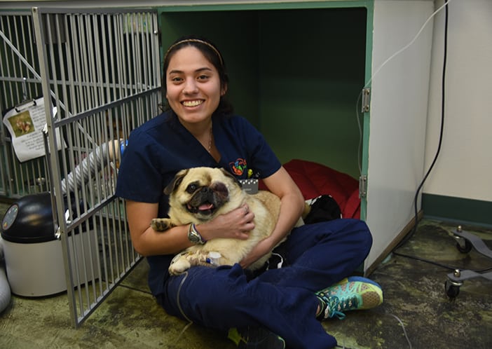 vet holding pug outside of cage