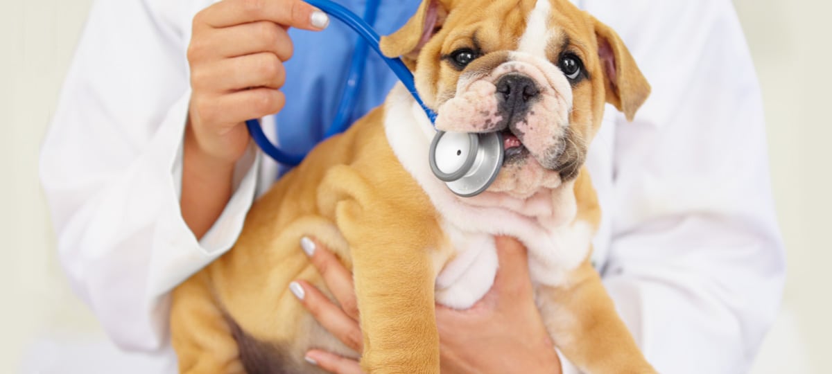 small dog with stethoscope in mouth