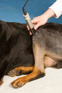 dog's knee being examined after surgery