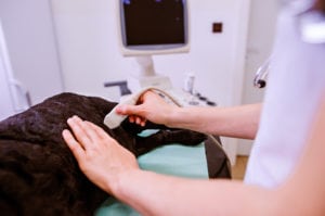 Dog having ultrasound scan