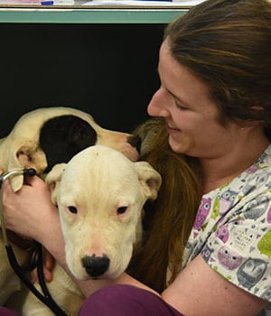 Veterinarian hugging a dog: Fear Free in Arcata