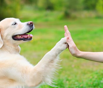 Dog high fiving a person: Fear Free in Arcata