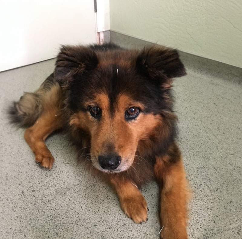 Veterinary acupuncture needles placed on a dog during treatment at Arcata Animal Hospital
