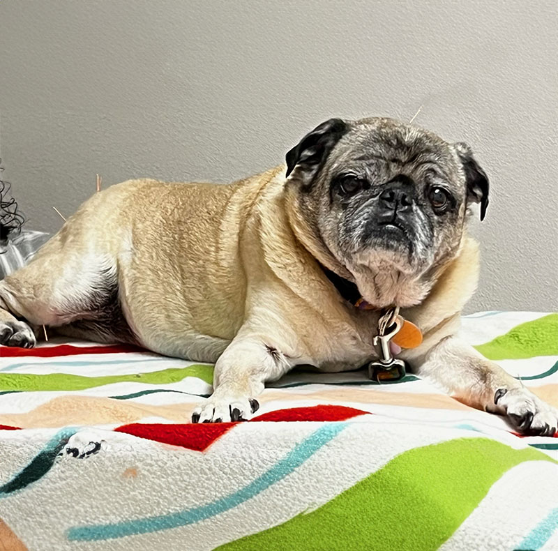Veterinarian performing acupuncture on a dog at Arcata Animal Hospital in Arcata, CA

