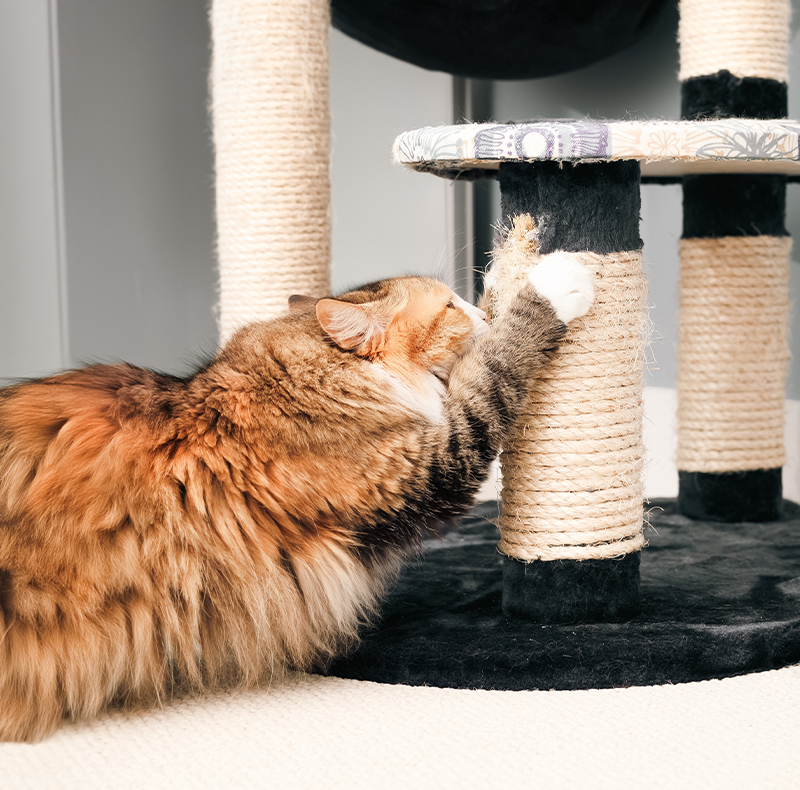 Veterinary therapist performing therapeutic massage and stretching treatment on a pet
