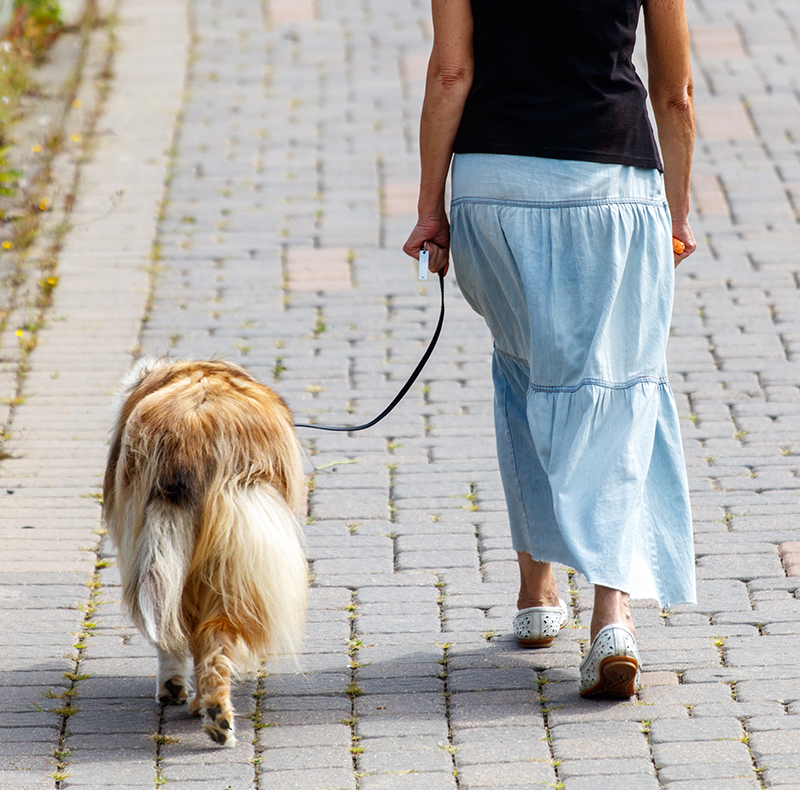Pet rehabilitation massage and stretching therapy session at Arcata Animal Hospital
