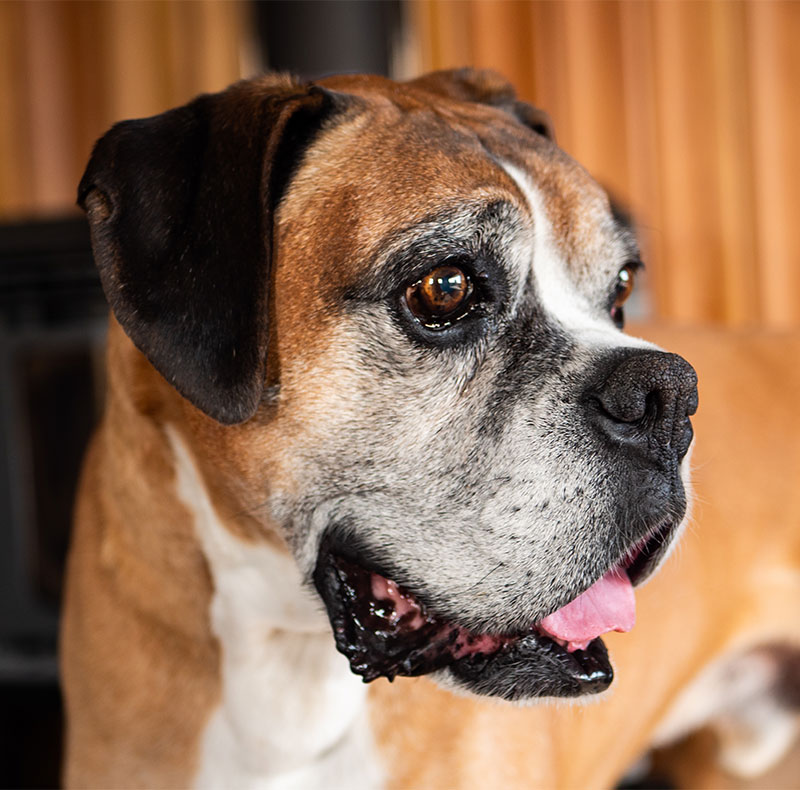 Platelet-rich plasma (PRP) therapy preparation for pets at Arcata Animal Hospital in Arcata, CA
