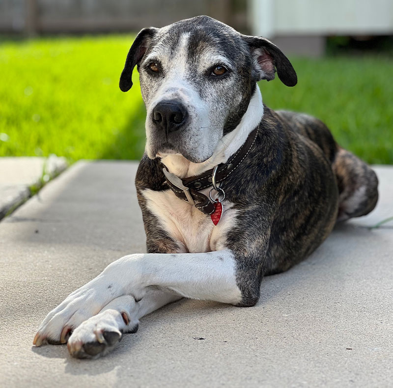 Stem cell therapy treatment process for pet patients at Arcata Animal Hospital
