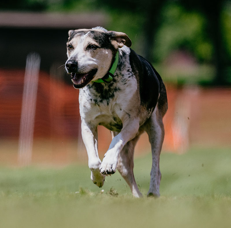 Rescued shepherd mixed breed dog running a lure course after veterinary rehabilitation treatment
