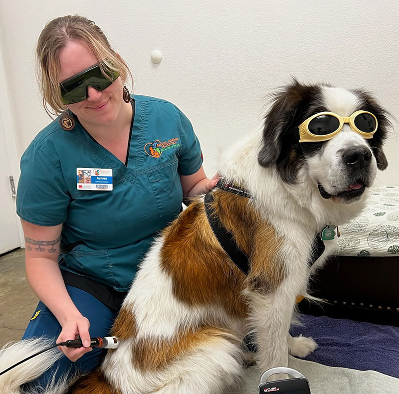Laser therapy treatment being performed on a pet at Arcata Animal Hospital in Arcata, CA
