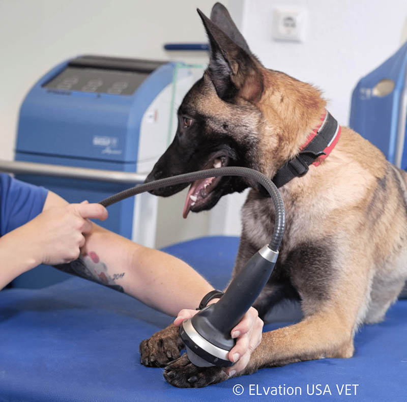 Veterinary care services provided to pets at Arcata Animal Hospital in Arcata, CA
