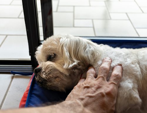 Understanding When It’s Time: Compassionate Choices for Your Pet’s Final Days