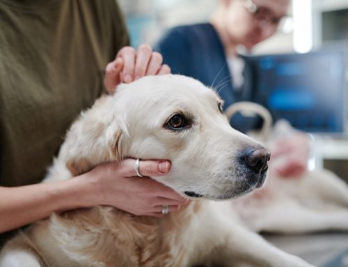 Recognizing Cancer Signs in Pets: A Comprehensive Guide