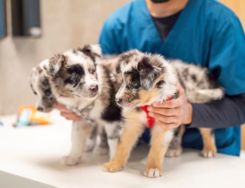 Preventing Diseases in Pets with Routine Wellness Care