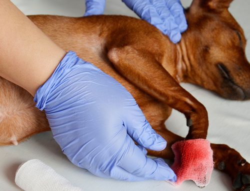 Understanding Routine Bloodwork: A Key to Your Pet’s Lifelong Health at Arcata Animal Hospital