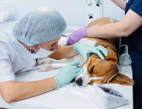 Understanding Pet Dental Surgery: Expert Insights from Arcata Animal Hospital