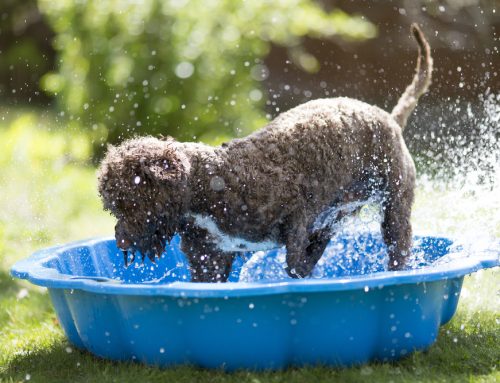 Beating the Heat: Summer Safety Tips for Pets