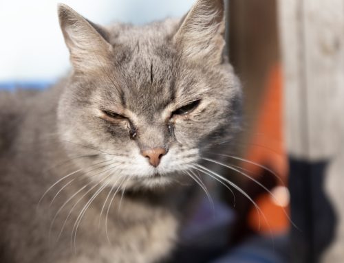 Is Your Cat Itchy? A Vet’s Guide to Food Allergies
