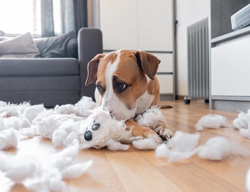 Don’t Panic: What to Do When Your Pet Eats Something They Shouldn’t