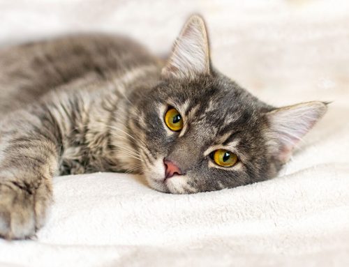 Common Signs of Pain in Pets and When to Seek Help