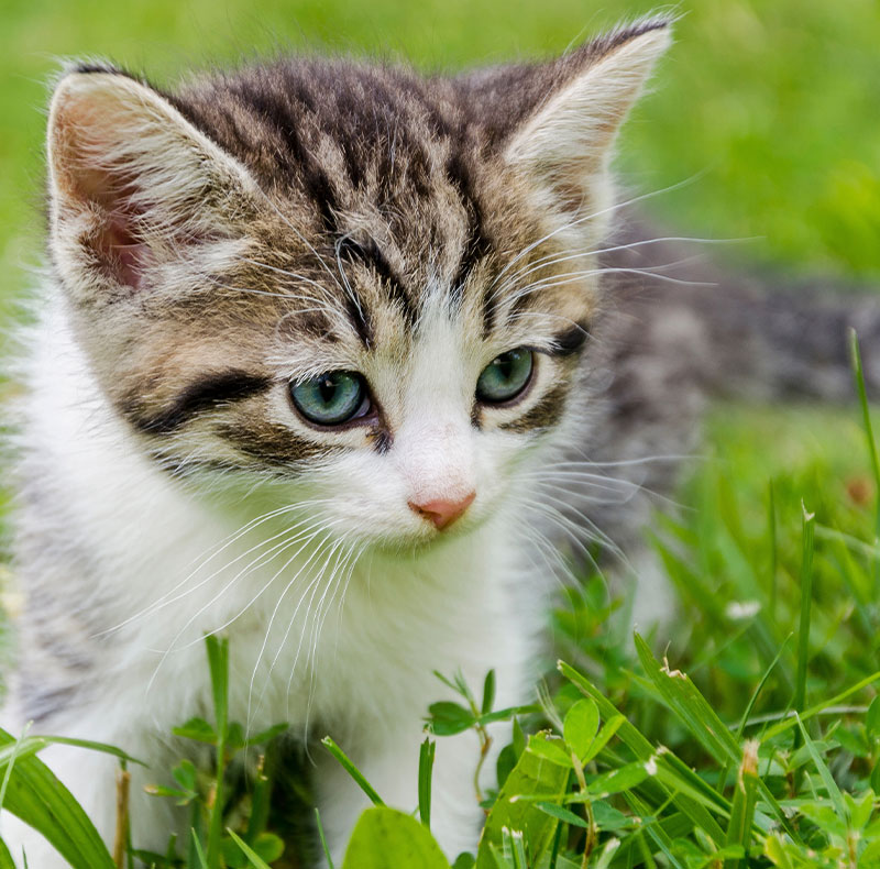 Young kitten exploring, illustrating new kitten wellness care and vaccinations
