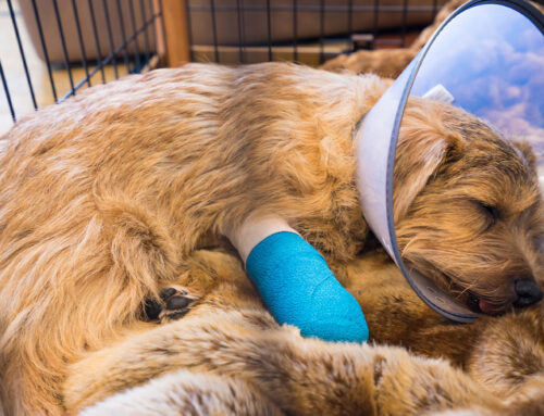 Post-op complications: Why cones and crate rest matter