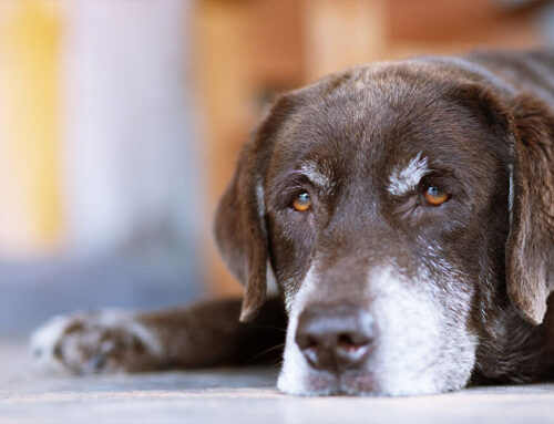 Understanding Dog Anxiety: Common Triggers and Management Tips