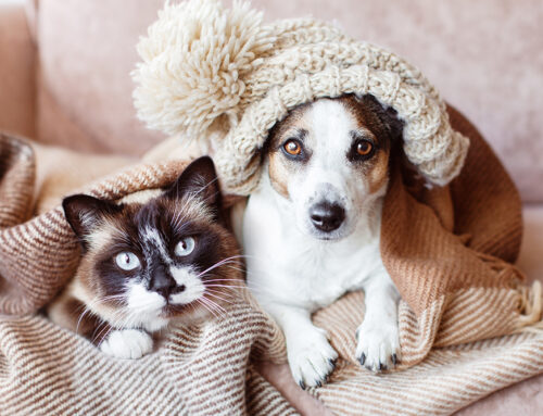 Cold Weather Care for Pets: Winter Safety Tips