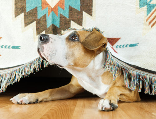 Separation Anxiety in Dogs: How to Help Your Pet