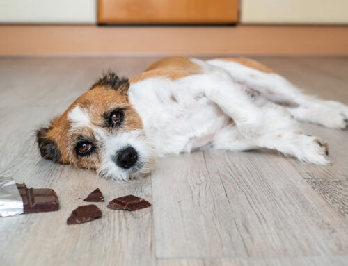 Holiday Safety for Pets: Decorations and Toxic Foods