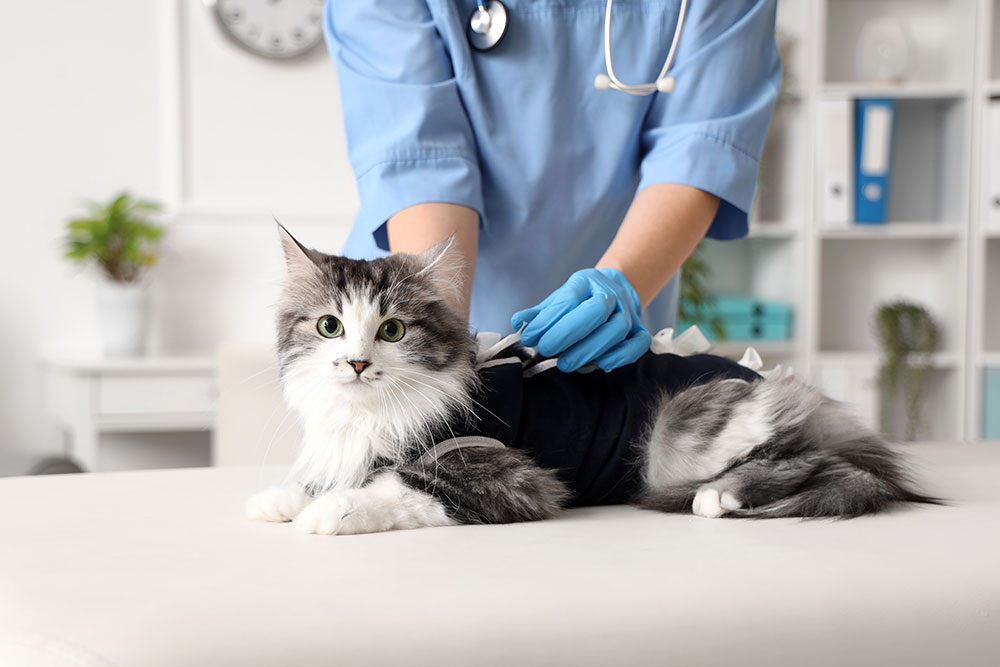A long-haired gray and white cat wearing a dark blue medical recovery suit being checked by a veterinarian in blue scrubs.