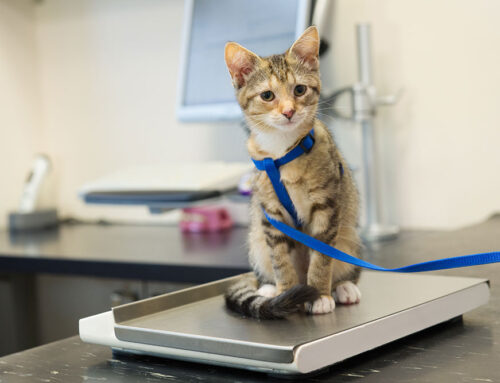 Body condition scoring: How to know what your pet’s appropriate weight is