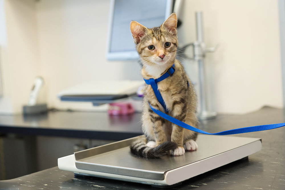 Tabby kitten wearing blue harness on veterinary scale in exam room.