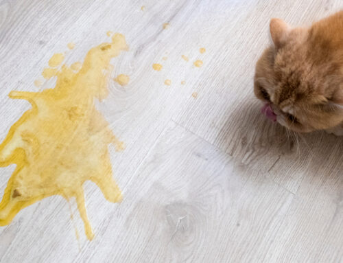 Feline Vomiting: Common Causes and When to Be Concerned