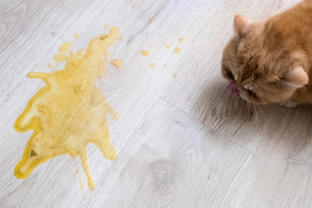 Cat next to a puddle of vomit on a light-colored floor.