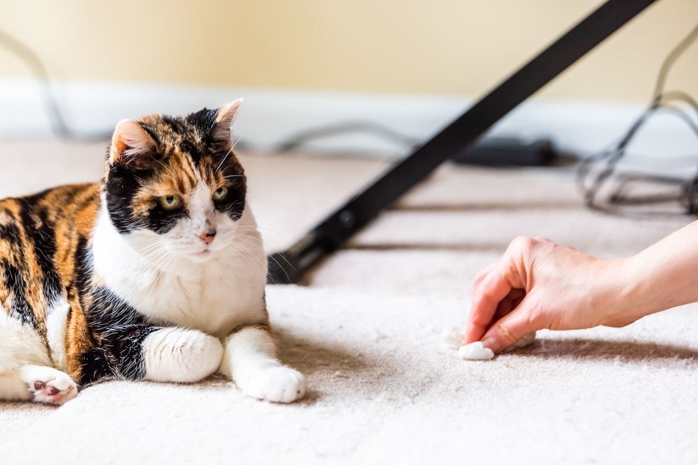 Person cleaning a stain on the carpet while a calico cat watches.