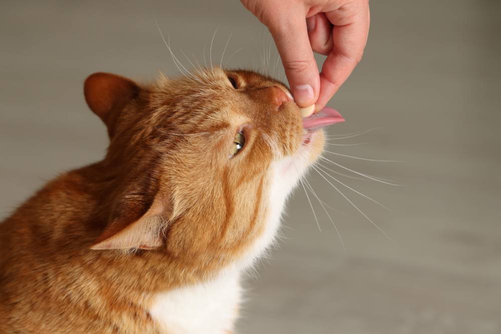 Woman giving a vitamin pill to a cat while holding it gently indoors.