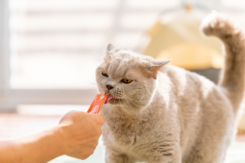 A person’s hand holds an orange tube as a grey British Shorthair cat licks a creamy liquid treat directly from the packaging.