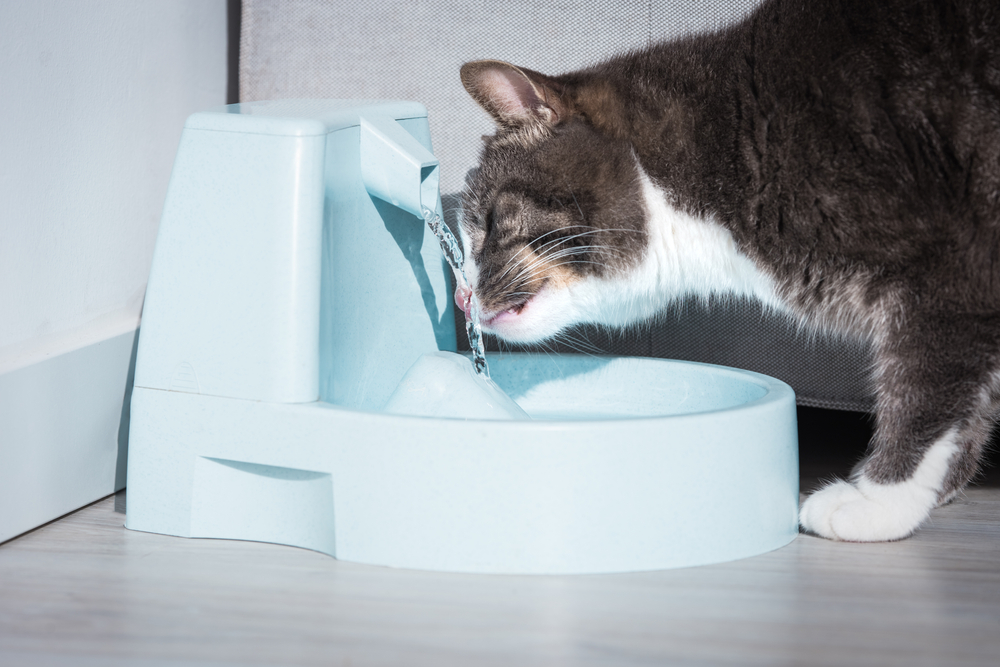 Grey and white cat drinking from a blue automatic pet water fountain.