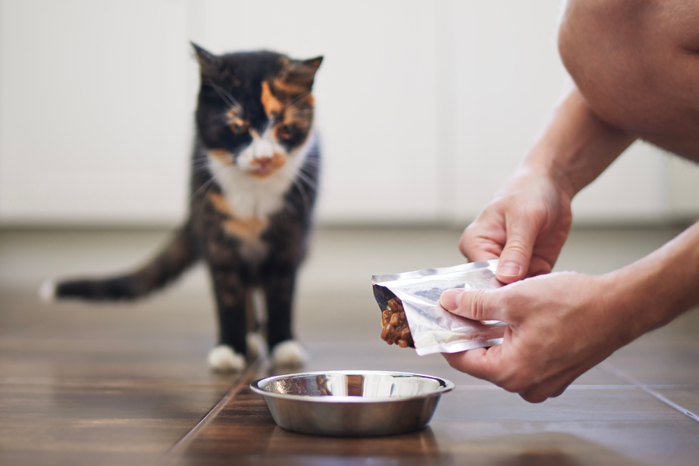 A person's hands pouring wet cat food from a foil pouch into a silver bowl for a calico cat.