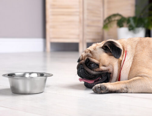 How to recognize dehydration in pets-