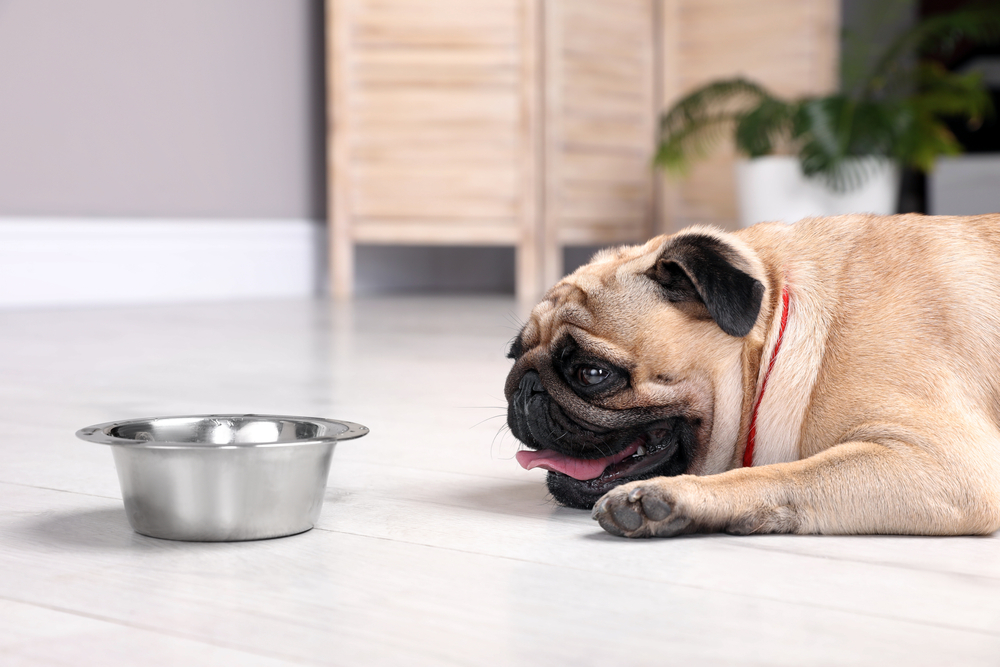 Tan pug lying on the floor looking at an empty silver metal bowl.
