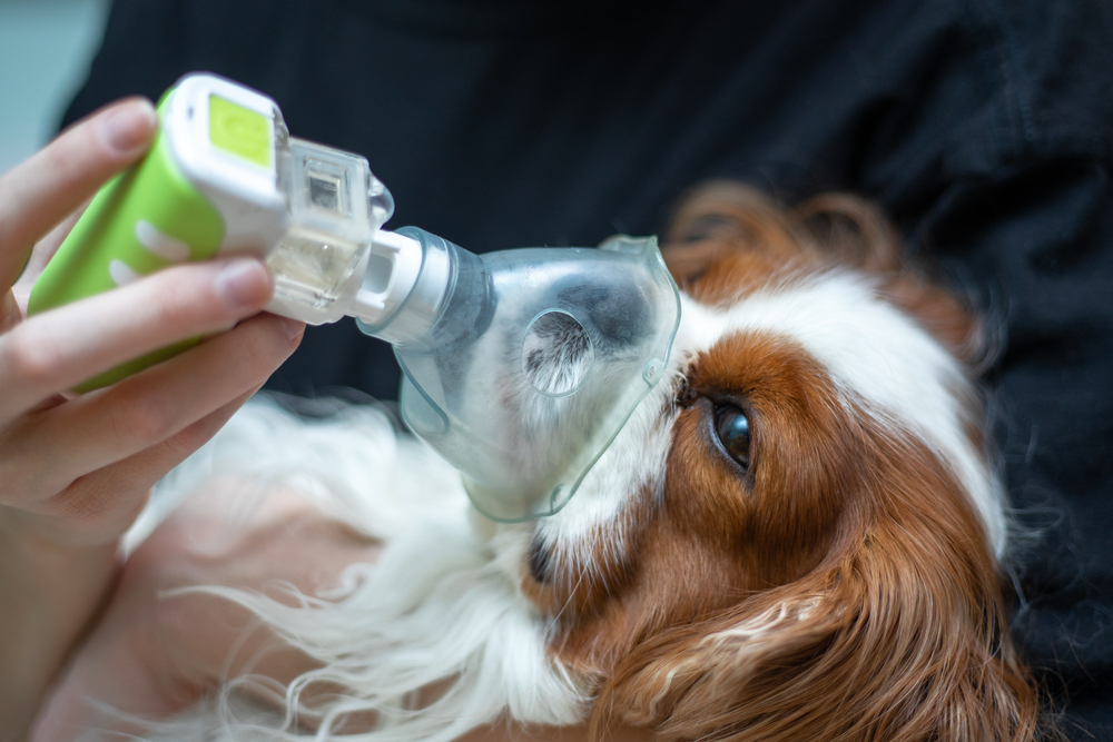 A small brown and white dog wearing a breathing mask while a person holds a handheld inhaler device to its face.