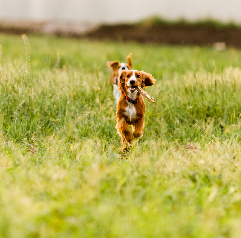 PennHIP compression view radiograph showing canine hip joint positioning technique
